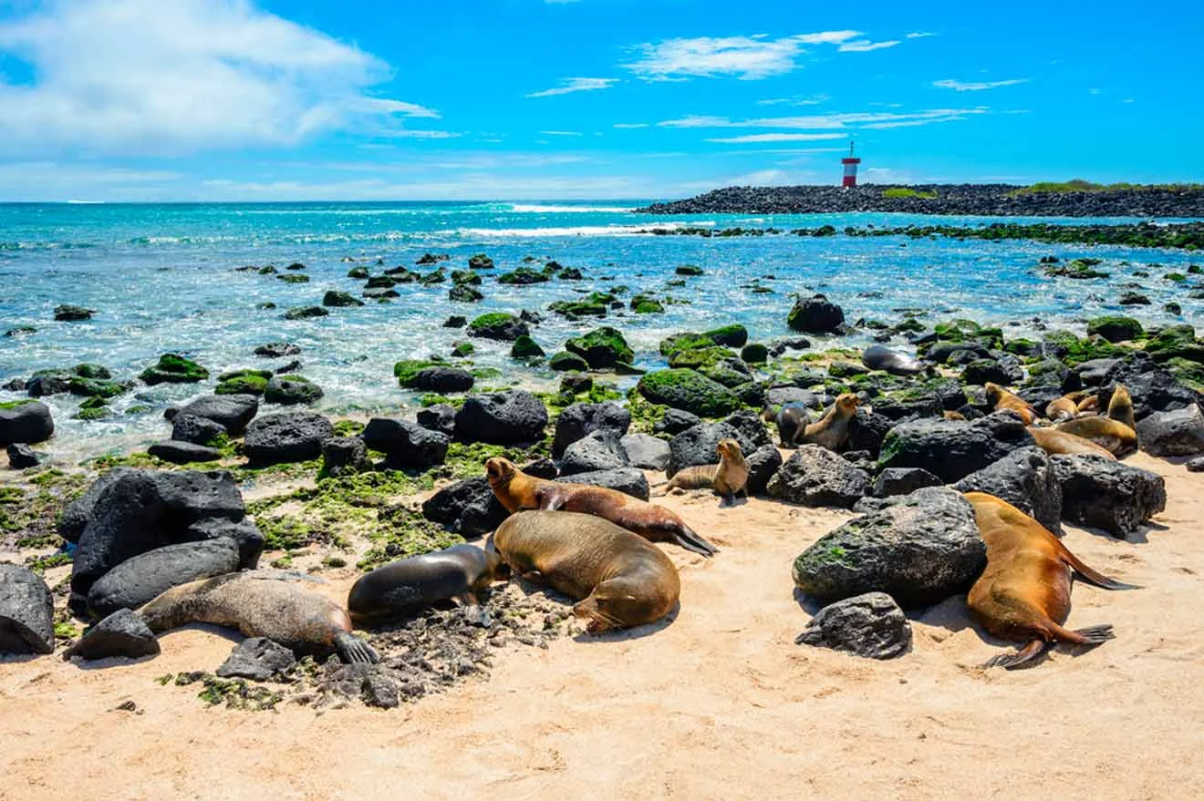 A group of sea lions rests on a rocky beach with a lighthouse in the background and the ocean extending towards the horizon under a bright blue sky.