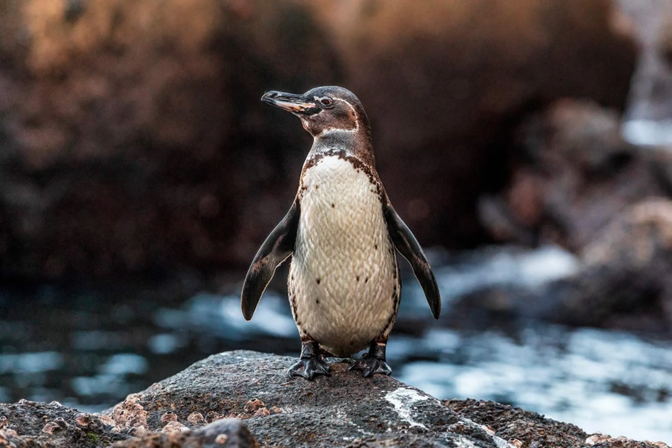 A penguin stands on a rock with blurred rocks and water in the background.