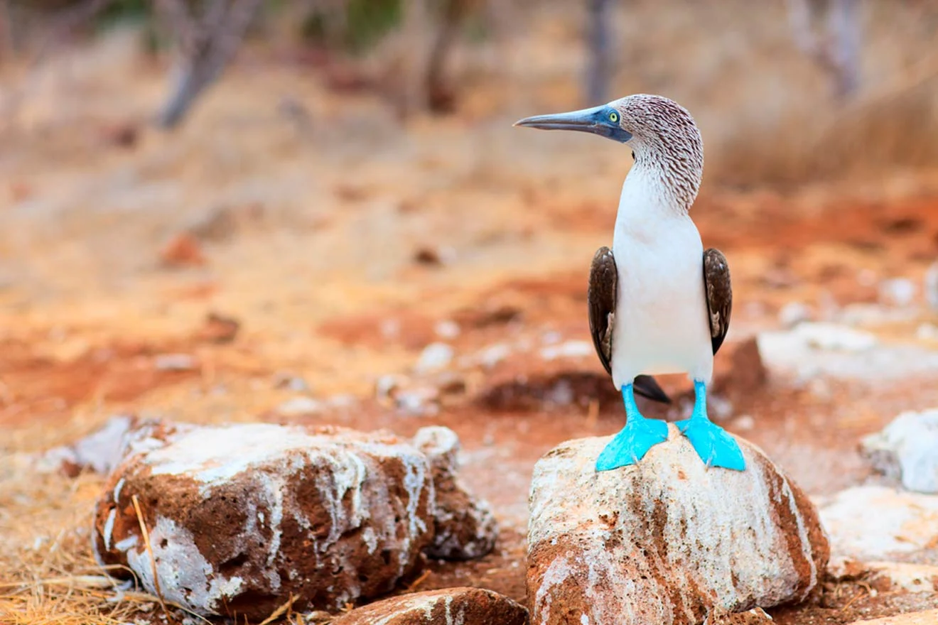 A blue-footed booby stands on a rock in a dry, rocky landscape, displaying its distinctive bright blue feet.