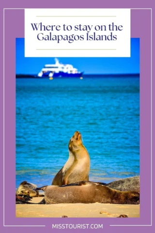 Two sea lions rest on a sandy beach with a blue ocean and a ship in the background. Text at the top reads, "Where to stay on the Galapagos Islands.