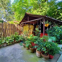 A small garden area featuring various potted plants and a wooden shed with a thatched roof. A bamboo fence runs along one side, and lush green foliage is visible in the background.