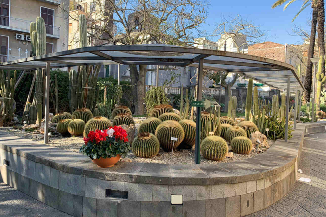 A garden with various cacti, including round barrel cacti. A pot with red flowers is in the foreground. There is a metal canopy structure overhead.