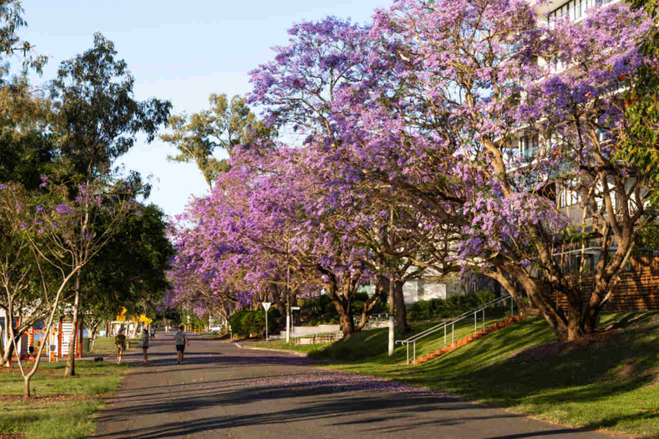 A tree-lined path with people walking and jogging, bordered by blooming jacaranda trees with purple flowers on a sunny day.