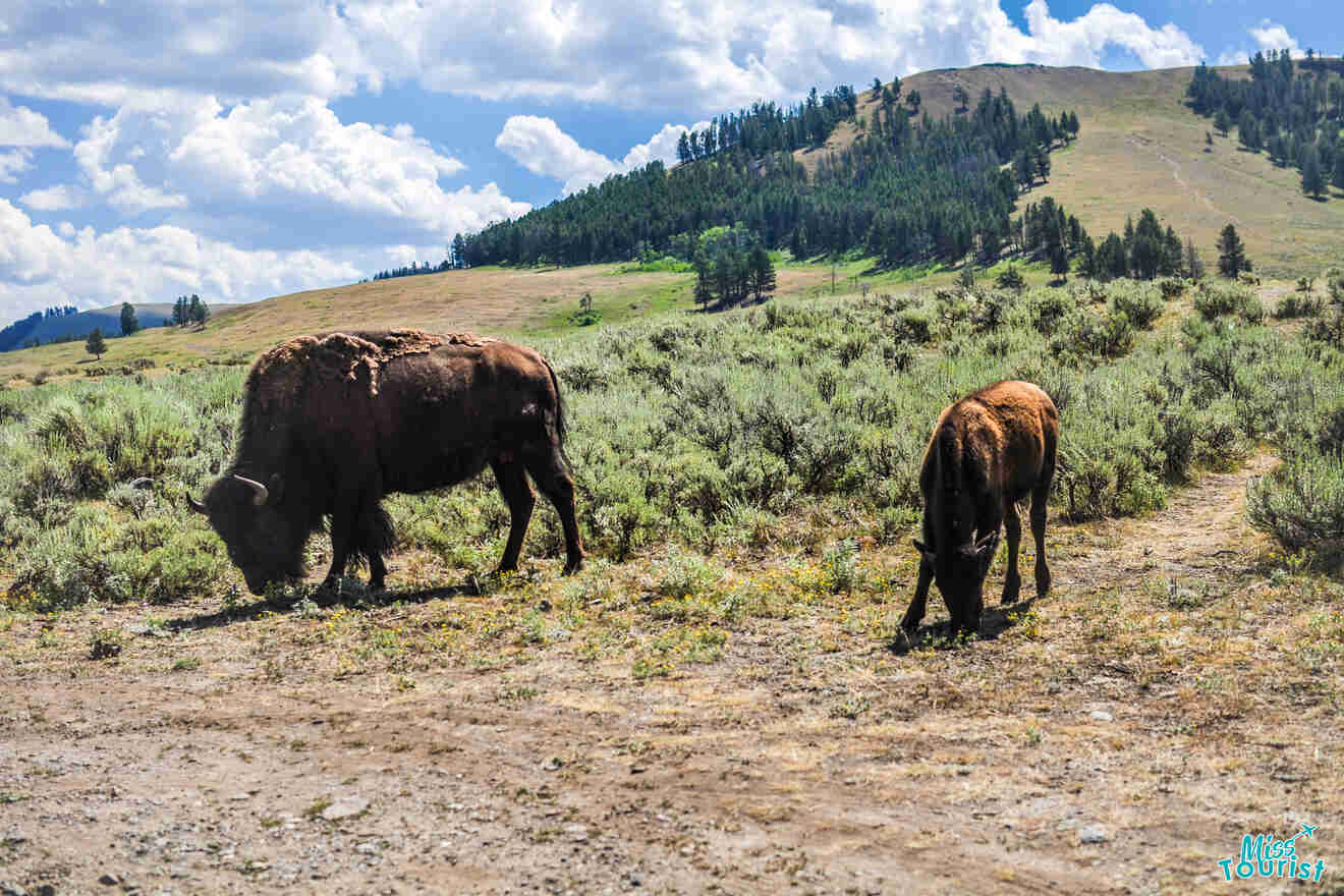 Two bison graze on a grassy plain with hills and a partly cloudy sky in the background.