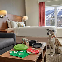 Hotel room with a bed and sofa. A dog sits by a table with pet accessories, including a green frisbee and bowls. A window shows a snowy landscape in the background.