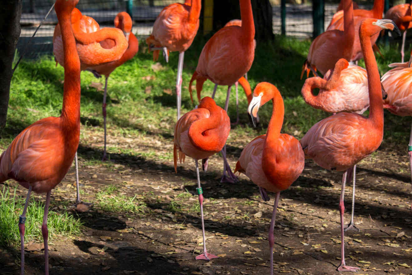 In a sunlit outdoor enclosure in Lagos, Portugal, a group of flamingos gracefully stands and rests on one leg.