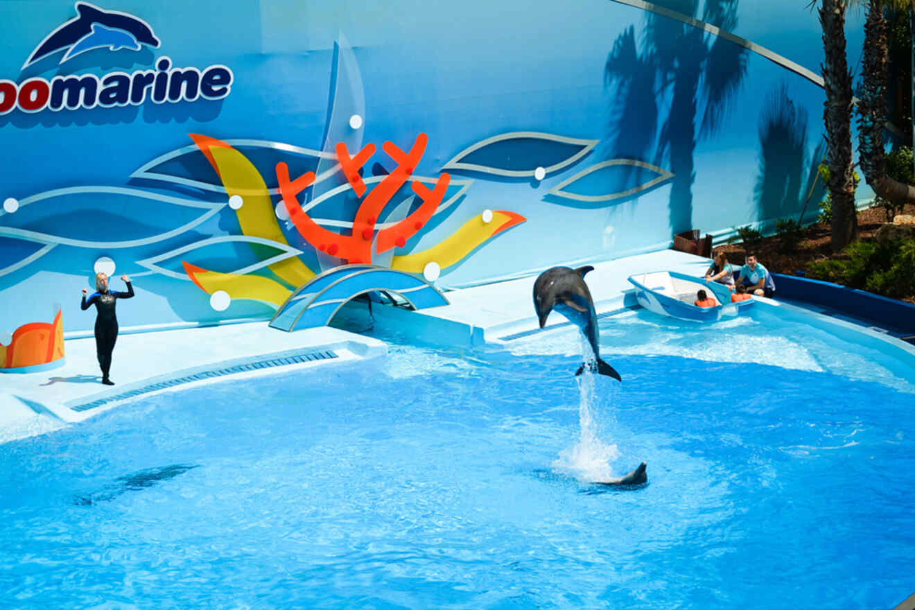 A dolphin gracefully performs a jump in a pool at the marine park, while its trainer holds a ball, showcasing an aquatic spectacle reminiscent of the vibrant coastal experiences found in Lagos, Portugal.