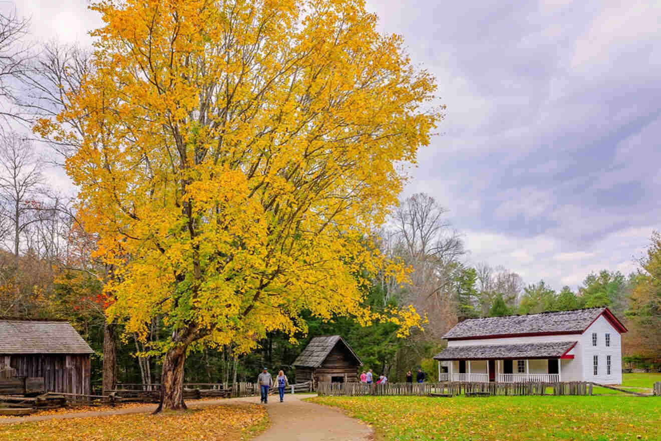 A large tree with yellow leaves stands beside a path leading to a white house with a red roof and wooden outbuildings. Several people walk along the path under a cloudy sky.