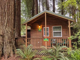 A small wooden cabin with a porch sits among tall trees and ferns.