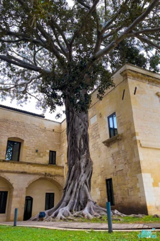 Large tree with thick, twisted roots standing near the corner of a historic stone building with arched windows and walls.