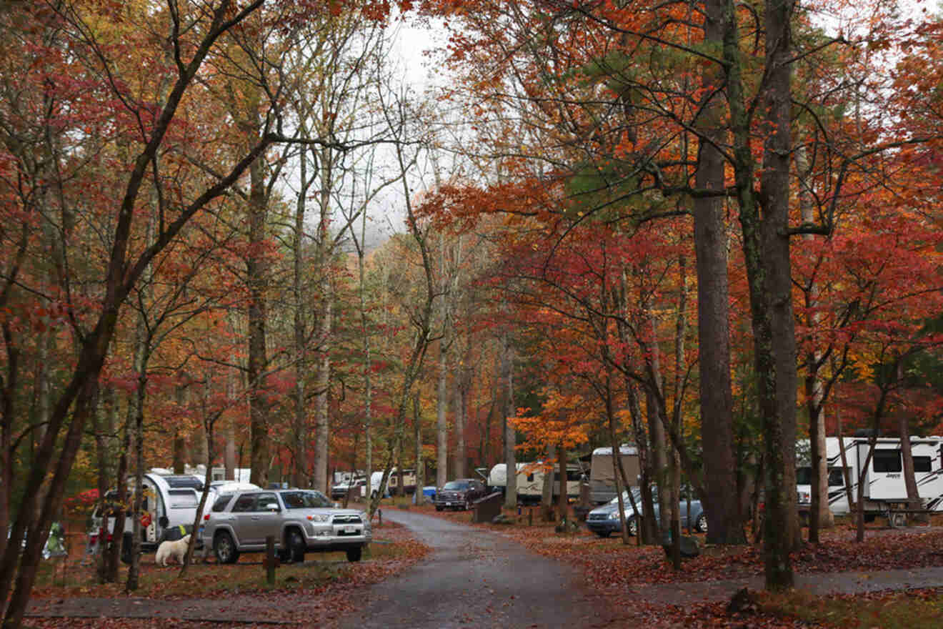 A forest campsite in autumn with parked cars and RVs among trees with red and orange leaves. A dirt path runs through the site.