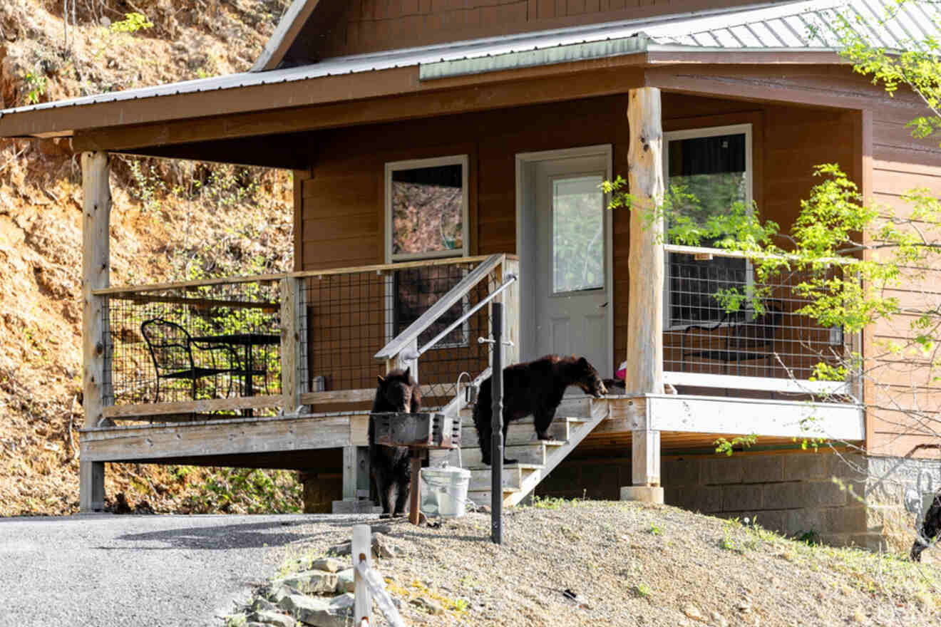 Two bears climb stairs to a wooden porch of a small cabin, with a table and chairs visible on the porch.