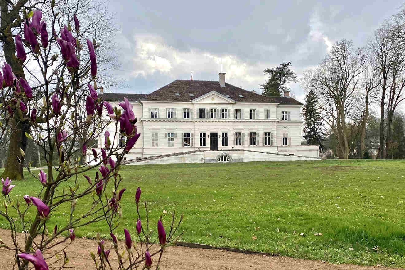 Large white manor surrounded by green lawn and trees, with budding purple flowers in the foreground.