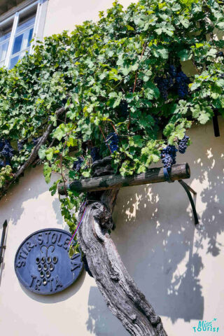 Old grape vine growing on a building with a sign reading "Stara Trta," showcasing dark purple grapes and green leaves.