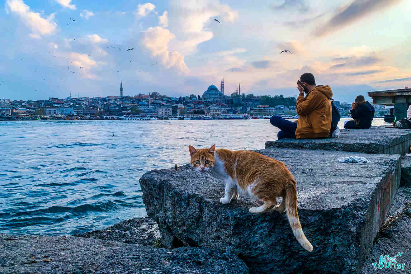 A ginger and white cat stands on a concrete ledge near the water. Two people sit in the background with a view of a city skyline, with one person taking a photo. Seagulls fly in the sky.