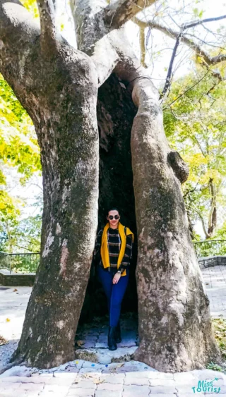 A person standing inside a large, split tree trunk, wearing sunglasses and a yellow scarf. The background features green foliage and a paved path.