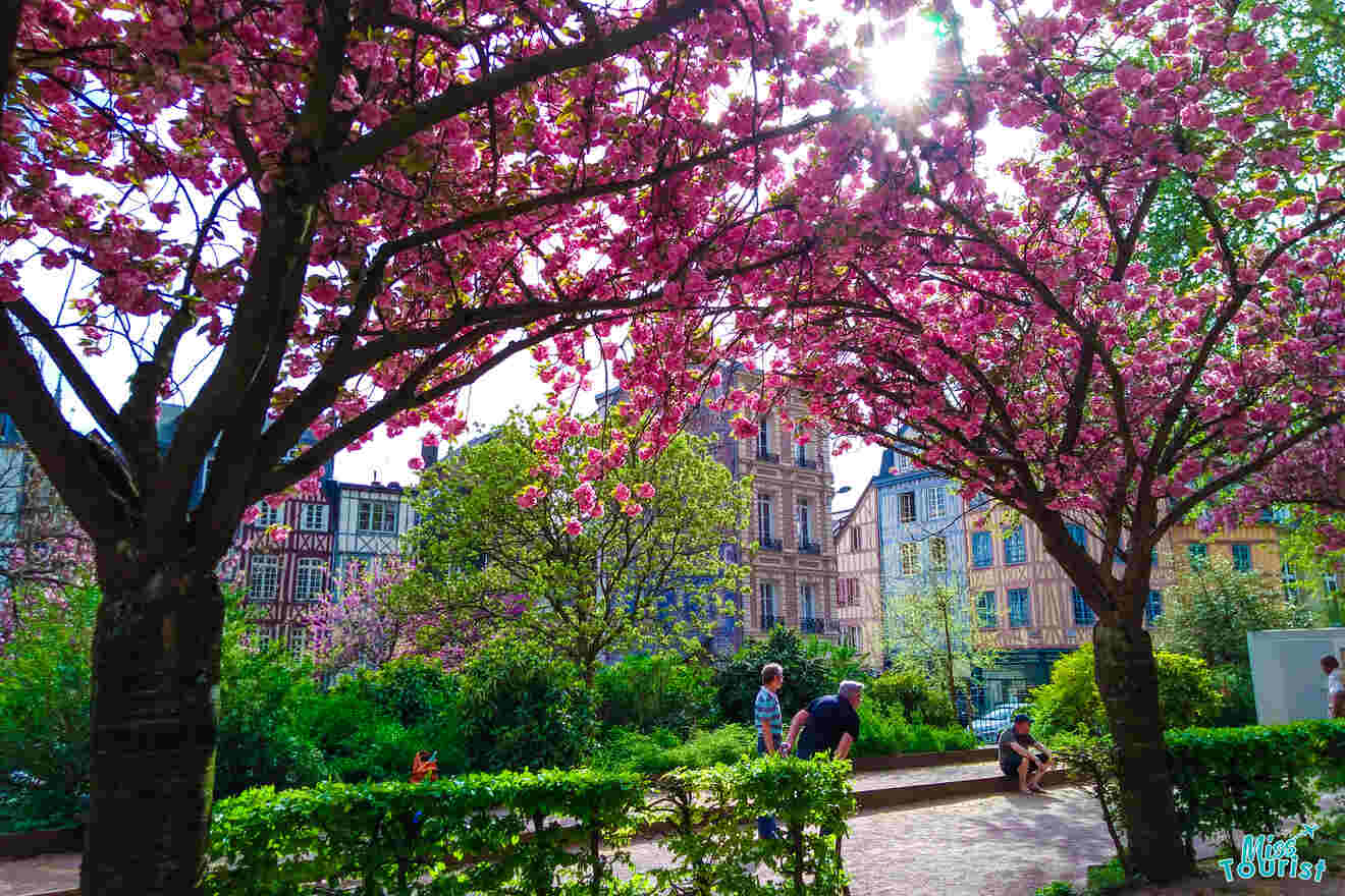 Cherry blossom trees in a park with people sitting on benches; historic buildings in the background.